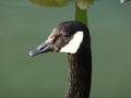 Geese (10)